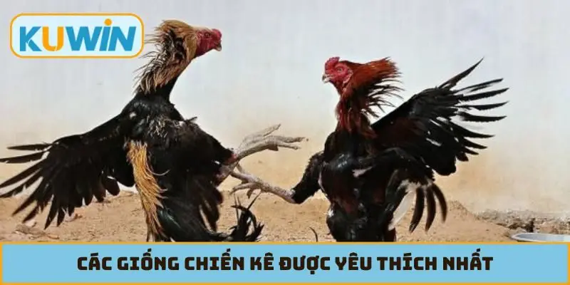 Các giống chiến kê được yêu thích nhất