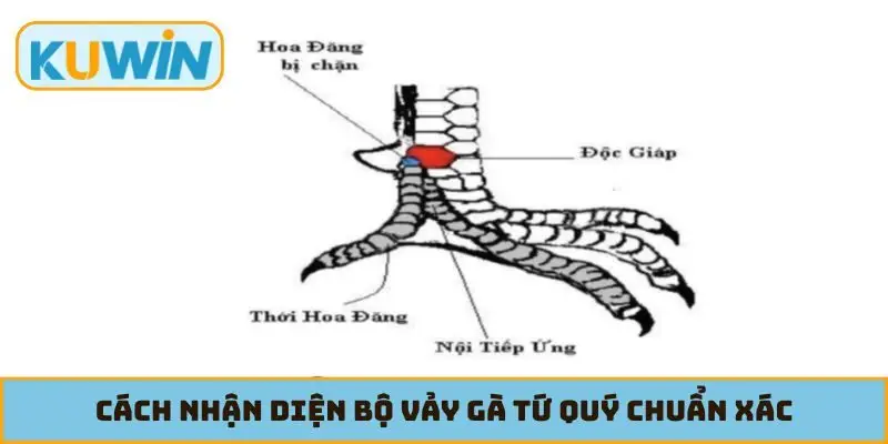 Cách nhận diện bộ vảy gà Tứ Quý chuẩn xác