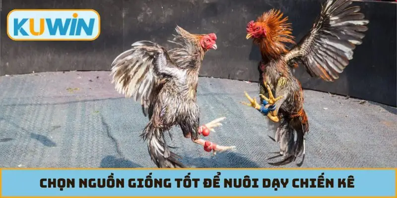 Chọn nguồn giống tốt để nuôi dạy chiến kê dũng mãnh