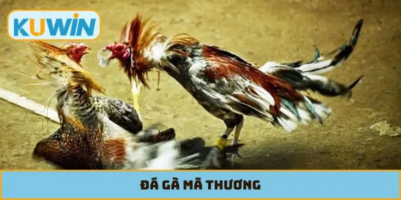 Đá Gà Mã Thương