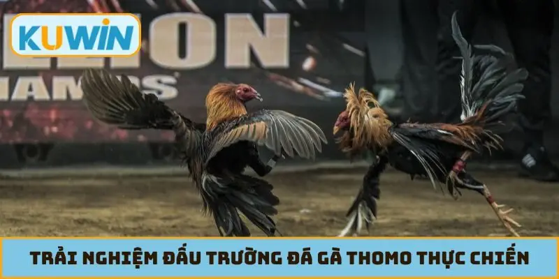 Trải nghiệm đấu trường đá gà Thomo thực chiến