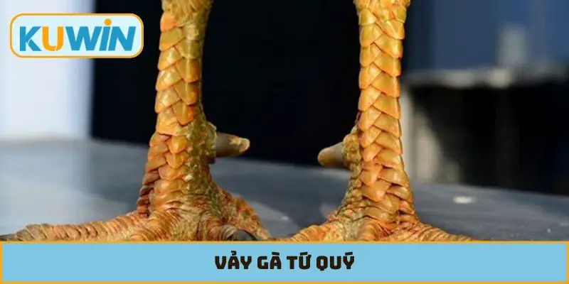 Vảy gà Tứ Quý