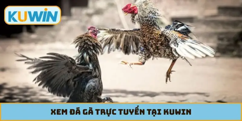 Xem đá gà trực tuyến tại KUWIN