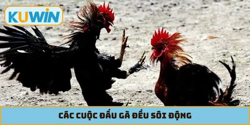 Các cuộc đấu gà đều sôi động